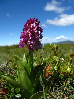 兰花,花朵,粉红兰花,植物,花朵,开花植物,自然之美,清新 兰花,花朵,粉红兰花,植物,花朵,开花植物,自然之美,清新