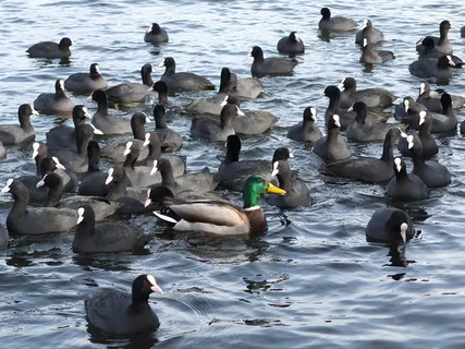 Coots、Mallard、Water、Anders、affiliation、group、individually、Surved