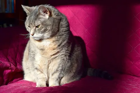 短毛,灰色,猫,坐着,粉色,沙发,阳光,沙发 短毛,灰色,猫,坐着,粉色,沙发,阳光,沙发