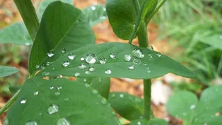 树叶、雨水、绿色、潮湿、自然、水、春天、树叶