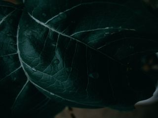 叶脉、植物、叶子、水晶、水、水生植物、蕨类植物、烟草