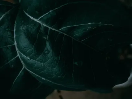 叶脉、植物、叶子、水晶、水、水生植物、蕨类植物、烟草 叶脉、植物、叶子、水晶、水、水生植物、蕨类植物、烟草
