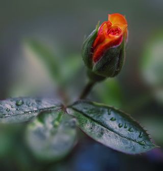 自然、树叶、户外、植物、花卉、植物部分、选择性聚焦、特写