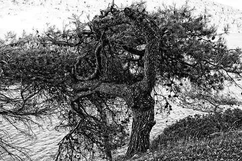 松树细节，松树，细节，黑，白，单色，植物群，古代