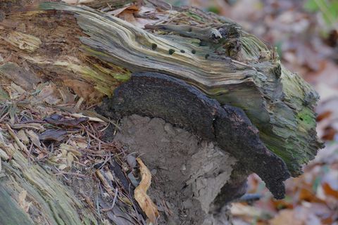 比利时，la roche en ardennes，冬季，树干，树干，枯树，阿登，白天