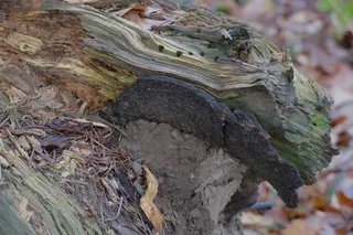 比利时，la roche en ardennes，冬季，树干，树干，枯树，阿登，白天