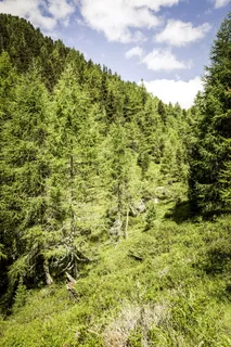 景观、自然、天空、云、针叶树、乡村、日光、环境 景观、自然、天空、云、针叶树、乡村、日光、环境