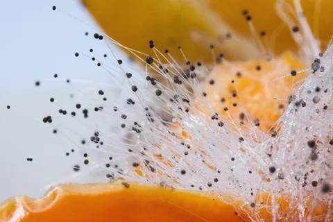 轭状蘑菇，接合菌纲，红辣椒上，轭状结构，接合孢子，黑色，液滴，液滴状