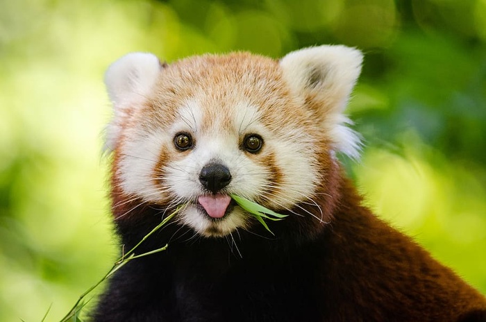 可爱、动物、特写、可爱、毛茸茸、小熊猫、野生动物、动物主题