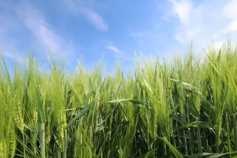 天空,谷物,谷物,田地,自然,玉米田,农业,蓝色 天空,谷物,谷物,田地,自然,玉米田,农业,蓝色