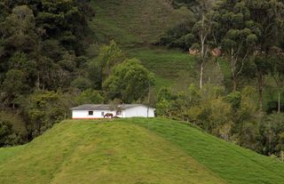 哥伦比亚，拉乌尼翁，植物，树木，绿色，土地，生长，草