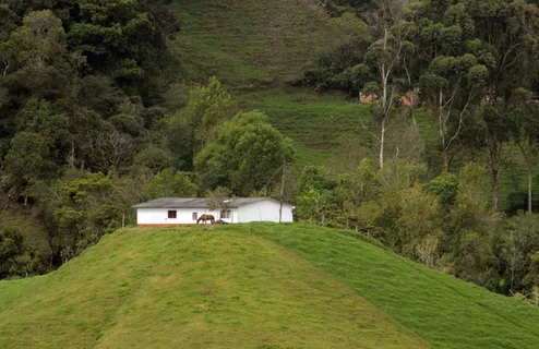 哥伦比亚,拉乌尼翁,植物,树木,绿色,土地,生长,草 哥伦比亚,拉乌尼翁,植物,树木,绿色,土地,生长,草