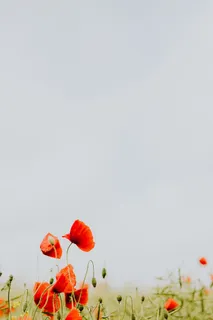 一片红色罂粟地