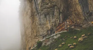 动物、农场、田野、雾、山羊、草、房子、山