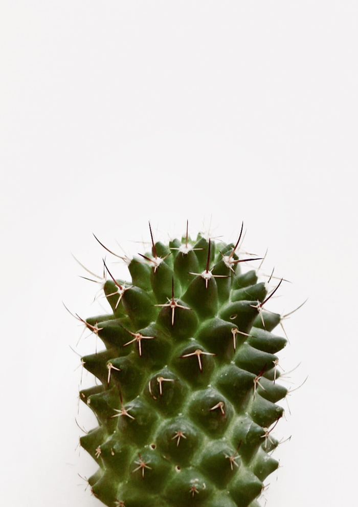 仙人掌特写照片