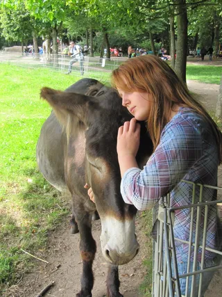poitou esel, 旧金山, poitou esel, 旧金山, 家养动物, 友谊, 牲畜, 一种动物, 农场
