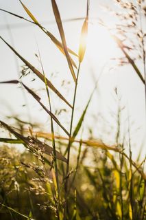 绿叶植物的特写摄影