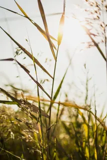 绿叶植物的特写摄影