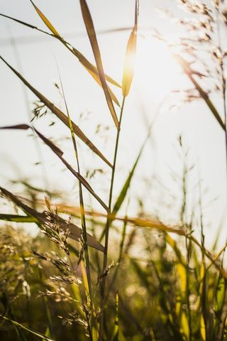 绿叶植物的特写摄影