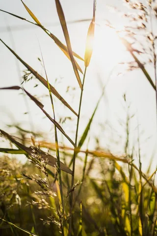 绿叶植物的特写摄影