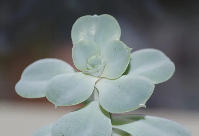 多汁, 植物, 绿色, 传单, 花, 自然, 美丽, 特写
