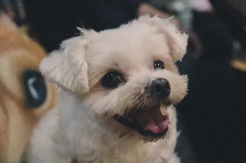 马耳他，狗，微笑，狗，宠物，哺乳动物，家养，一种动物