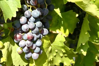 葡萄藤，葡萄酒，葡萄，植物，水果，自然，蓝色，叶子