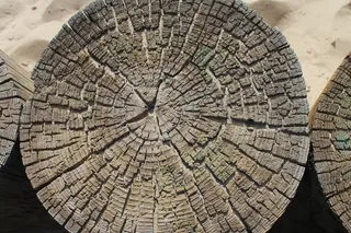 树木、结构、纹理、海滩、设计、自然、图案、木材