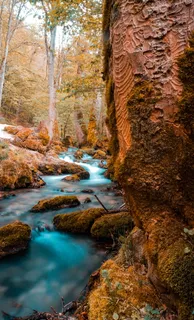 自然、水、户外、小溪、小溪、植物、河流、树木