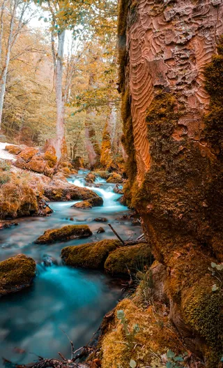 自然、水、户外、小溪、小溪、植物、河流、树木