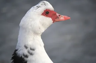 鸭子、水禽、毛、冶金、自然、湖泊、冬季、大韩民国