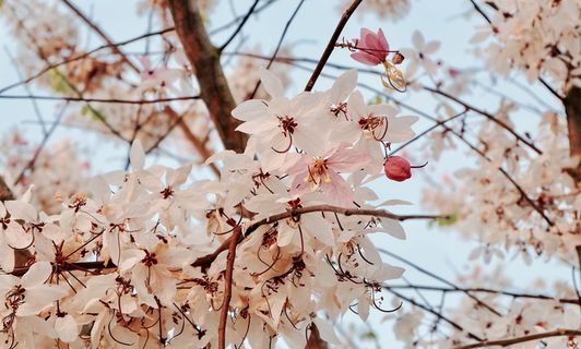 樱花,花朵,粉色,巨虎,花朵,植物,开花植物,脆弱 樱花,花朵,粉色,巨虎,花朵,植物,开花植物,脆弱