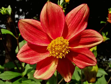 自然,花,植物,花园,夏天,开花植物,自然之美,花瓣 自然,花,植物,花园,夏天,开花植物,自然之美,花瓣
