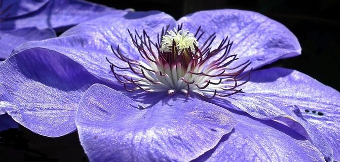 花，铁线莲，蓝色，自然，美丽，植物，颜色，特写