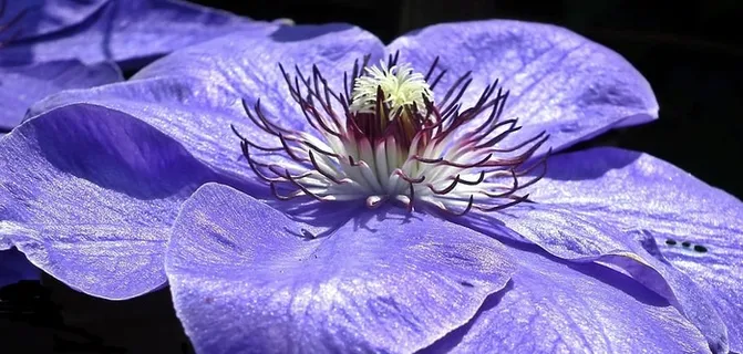 花，铁线莲，蓝色，自然，美丽，植物，颜色，特写