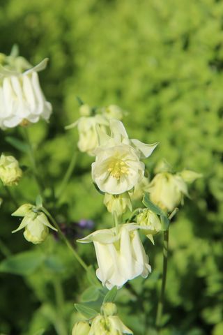 安科利白, 科伦拜恩, 开花, 多年生, 春天开花, 花, 开花植物, 厂