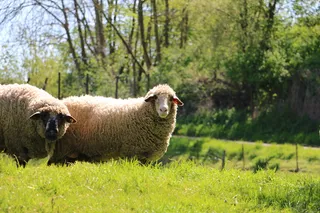 美国，纽约市，羊毛，和平，食物，自然，羊，动物