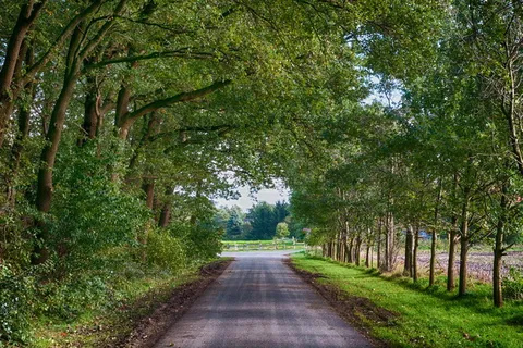 森林, 秋季, 蘑菇, 自然, 秋天的森林, 秋天的颜色, 多彩, 森林地面 森林, 秋季, 蘑菇, 自然, 秋天的森林, 秋天的颜色, 多彩, 森林地面