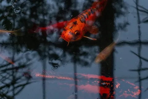 鱼，锦鲤，动物，鲤鱼，水，池塘，池塘鱼，金鱼