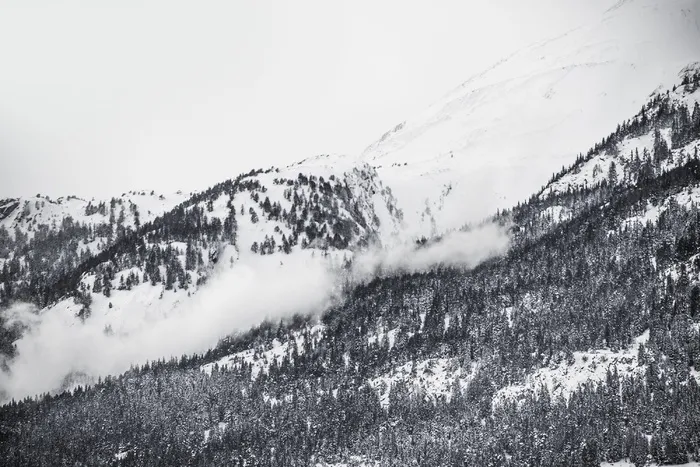冬天，雪，树木，森林，丘陵，山脉，黑白，风景
