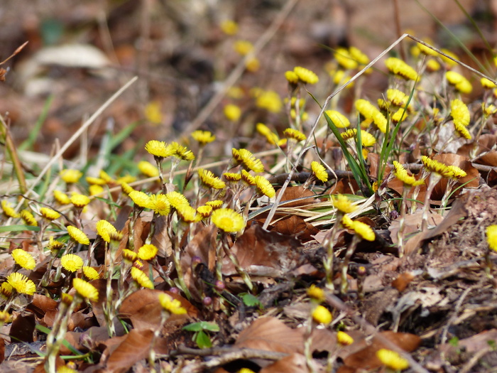 Tussilago Farfara, 花, 开花, 黄色, tussilago, 复合材料, 菊科