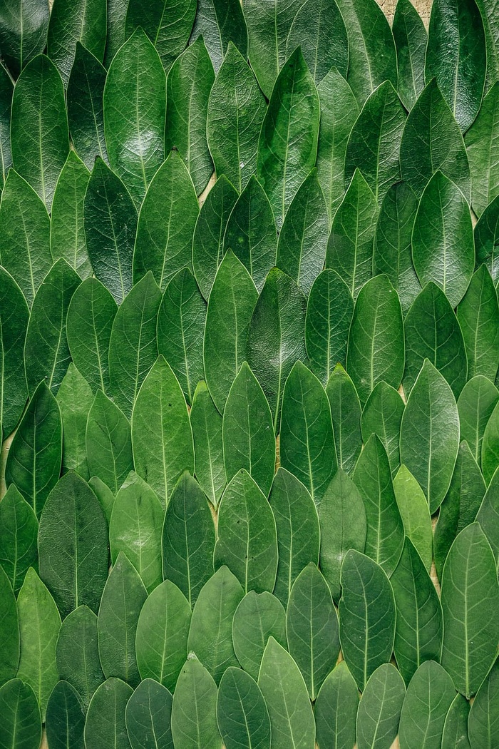 红色植物叶子，绿色叶子，叶子，绿色，图案，植物，海湾，重复