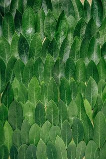 红色植物叶子，绿色叶子，叶子，绿色，图案，植物，海湾，重复