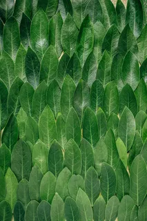 红色植物叶子，绿色叶子，叶子，绿色，图案，植物，海湾，重复