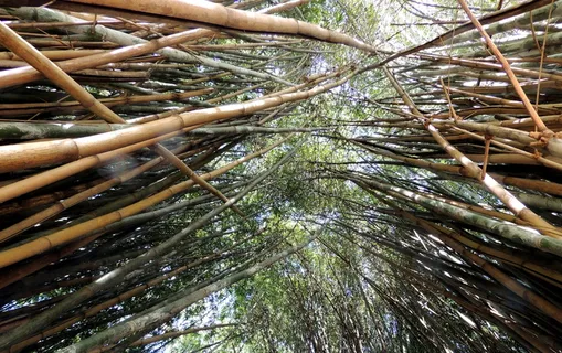 低，角度照片，白天，竹子，竹子，小树林，森林，竹林