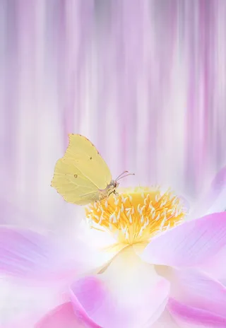 特写照片，米色，奶油色，花朵，夏天，植物，花园，莲花