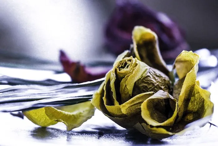 美国，洛杉矶，威尼斯，红玫瑰，巨玫瑰，花朵，干花，腐烂的植被