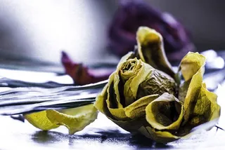 美国，洛杉矶，威尼斯，红玫瑰，巨玫瑰，花朵，干花，腐烂的植被