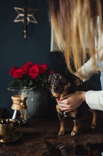 享受一杯精心调制的咖啡，和一只狗玩耍