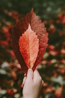 拿着棕色叶子的人